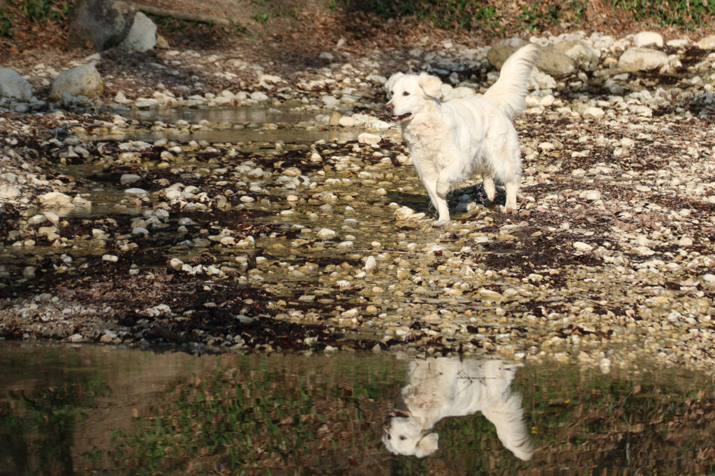 Trainiere ganz individuelle und spielerische Tricks mit deinem Hund