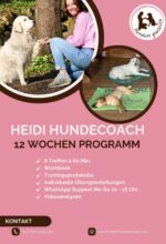 12-Wochen Trainingsprogramm mit Heidi Hundecoach